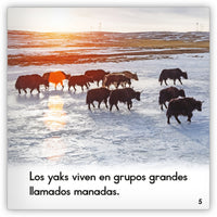 El yak from Zoozoo Mundo Animal