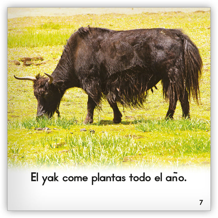 El yak from Zoozoo Mundo Animal