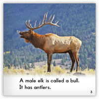 Elk from Zoozoo Animal World