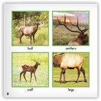 Elk from Zoozoo Animal World
