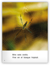 Colección Caleidoscopio Big Book Set