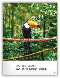 En el bosque tropical Big Book