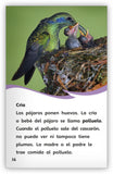 ¿Es pájaro o murciélago? from Fábulas y el Mundo Real