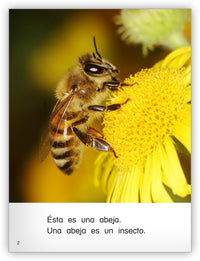 Es un insecto from Colección Caleidoscopio