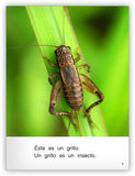 Es un insecto from Colección Caleidoscopio