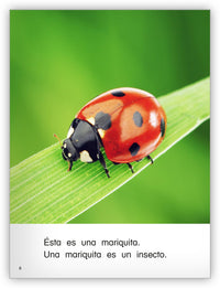 Es un insecto Big Book