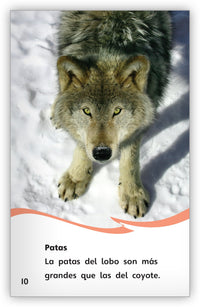 ¿Es un lobo o un coyote? from Fábulas y el Mundo Real