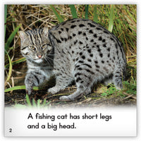 Fishing Cat from Zoozoo Animal World