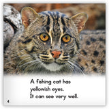 Fishing Cat from Zoozoo Animal World