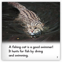 Fishing Cat from Zoozoo Animal World
