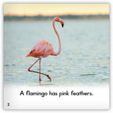 Flamingo from Zoozoo Animal World