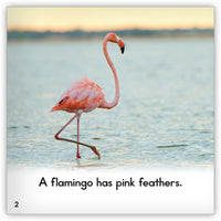 Flamingo from Zoozoo Animal World