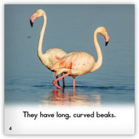 Flamingo from Zoozoo Animal World