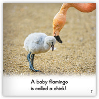 Flamingo from Zoozoo Animal World