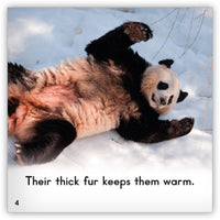 Giant Panda Big Book