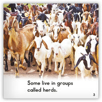 Goat from Zoozoo Animal World