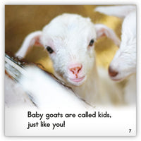 Goat from Zoozoo Animal World