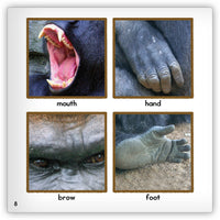 Gorilla from Zoozoo Animal World