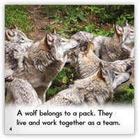 Gray Wolf from Zoozoo Animal World