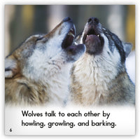 Gray Wolf from Zoozoo Animal World