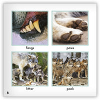 Gray Wolf from Zoozoo Animal World