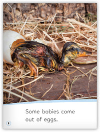 Animal Babies from My World