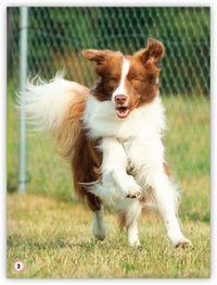 Animals in My Community from My World