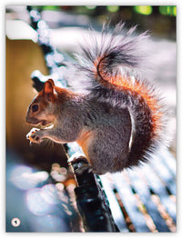 Animals in My Community from My World