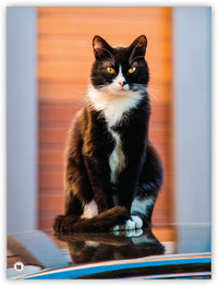 Animals in My Community from My World