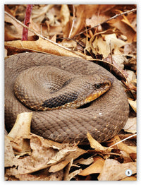 Animals in the Forest from My World