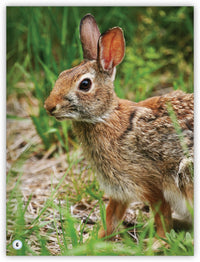 Animals in the Forest from My World