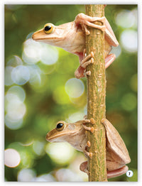 Animals in the Forest from My World