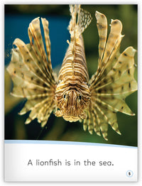 Animals in the Sea from My World