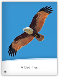 Animals Move! from My World