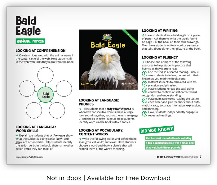 Bald Eagle from Zoozoo Animal World
