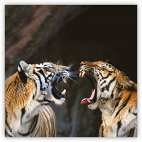 Zoozoo Into the Wild Wordless Set (6-Packs)