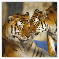 Zoozoo Into the Wild Wordless Set (6-Packs)