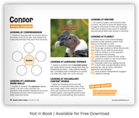 Condor from Zoozoo Animal World