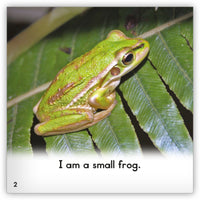 Frog from Zoozoo Into the Wild