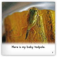 Frog from Zoozoo Into the Wild