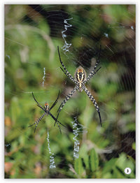 Garden Helpers from My World