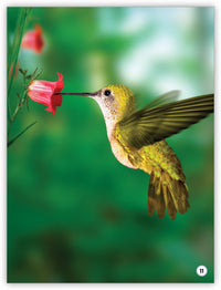 Garden Helpers from My World