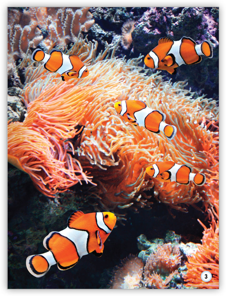 Go Fish! - My World - Hameray Publishing