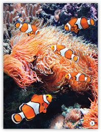 Go Fish! from My World