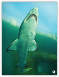 Go Fish! from My World