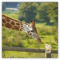 Going Home from Zoozoo Into the Wild