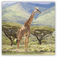 Going Home from Zoozoo Into the Wild