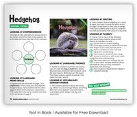 Hedgehog from Zoozoo Animal World