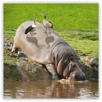 Helpful Hippo from Zoozoo Into the Wild