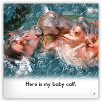 Hippo from Zoozoo Into the Wild